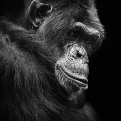 Acrylglasbild SCHIMPANSE