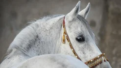 Akustikbild ARABER HENGST