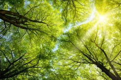 Akustikbild BAUMKRONE 3