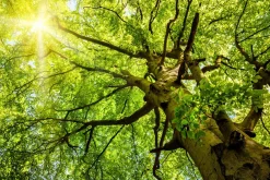 Akustikbild BAUMKRONE 2