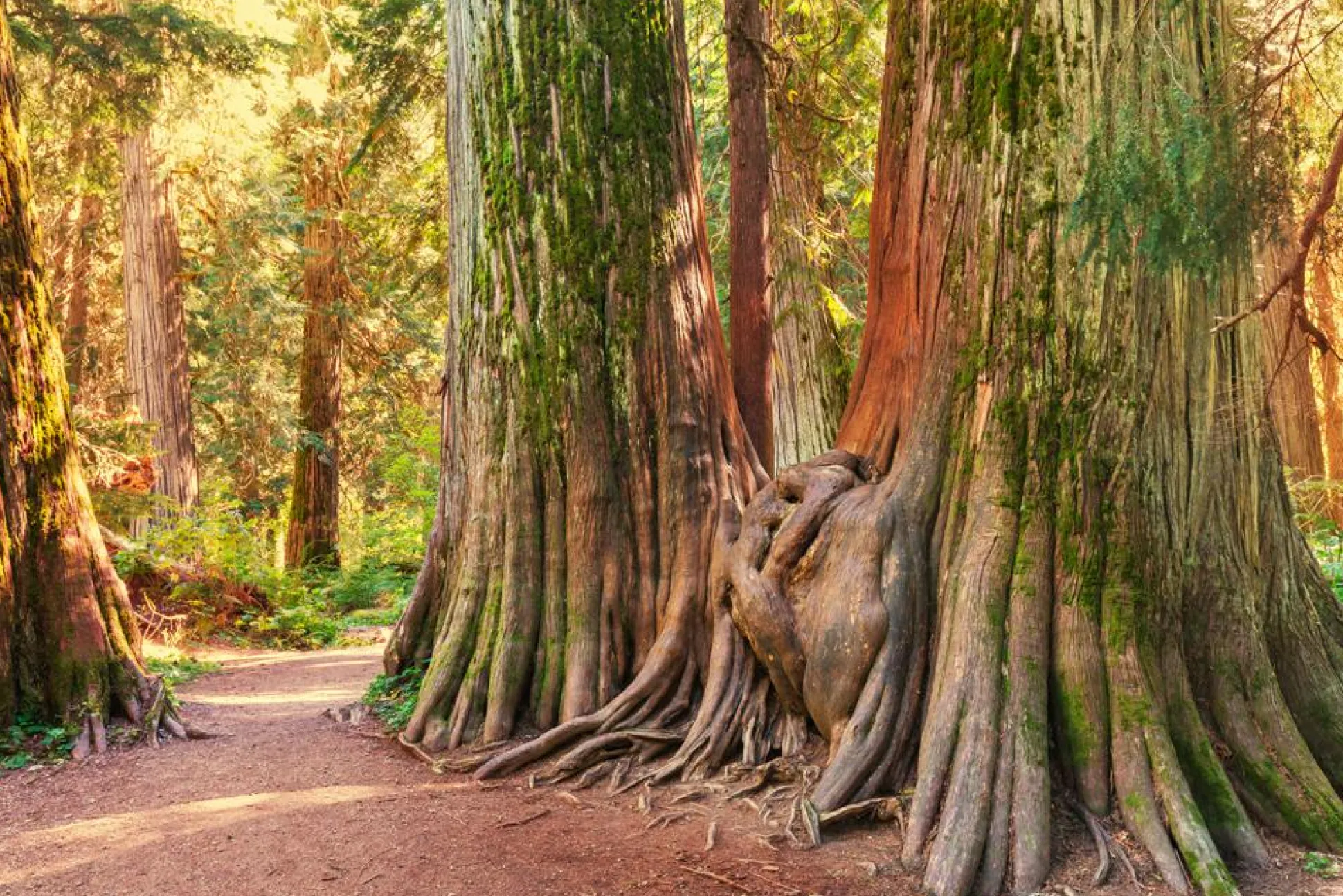 Akustikbild BAUMWURZEL