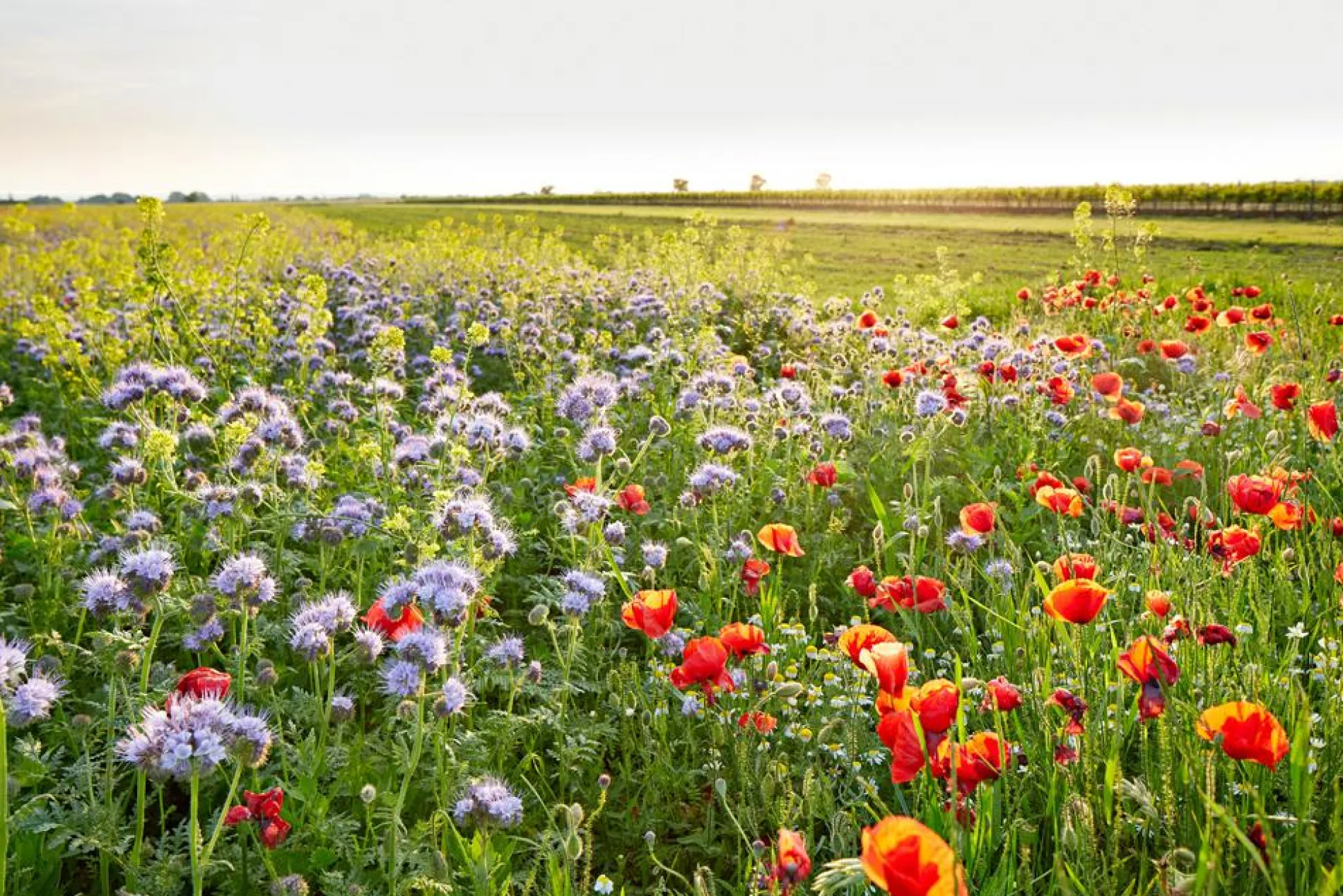 Akustikbild BLUMENWIESE