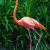 Akustikbild ELEGANTER FLAMINGO