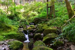 Akustikbild FLUßLAUF IM WALD 2