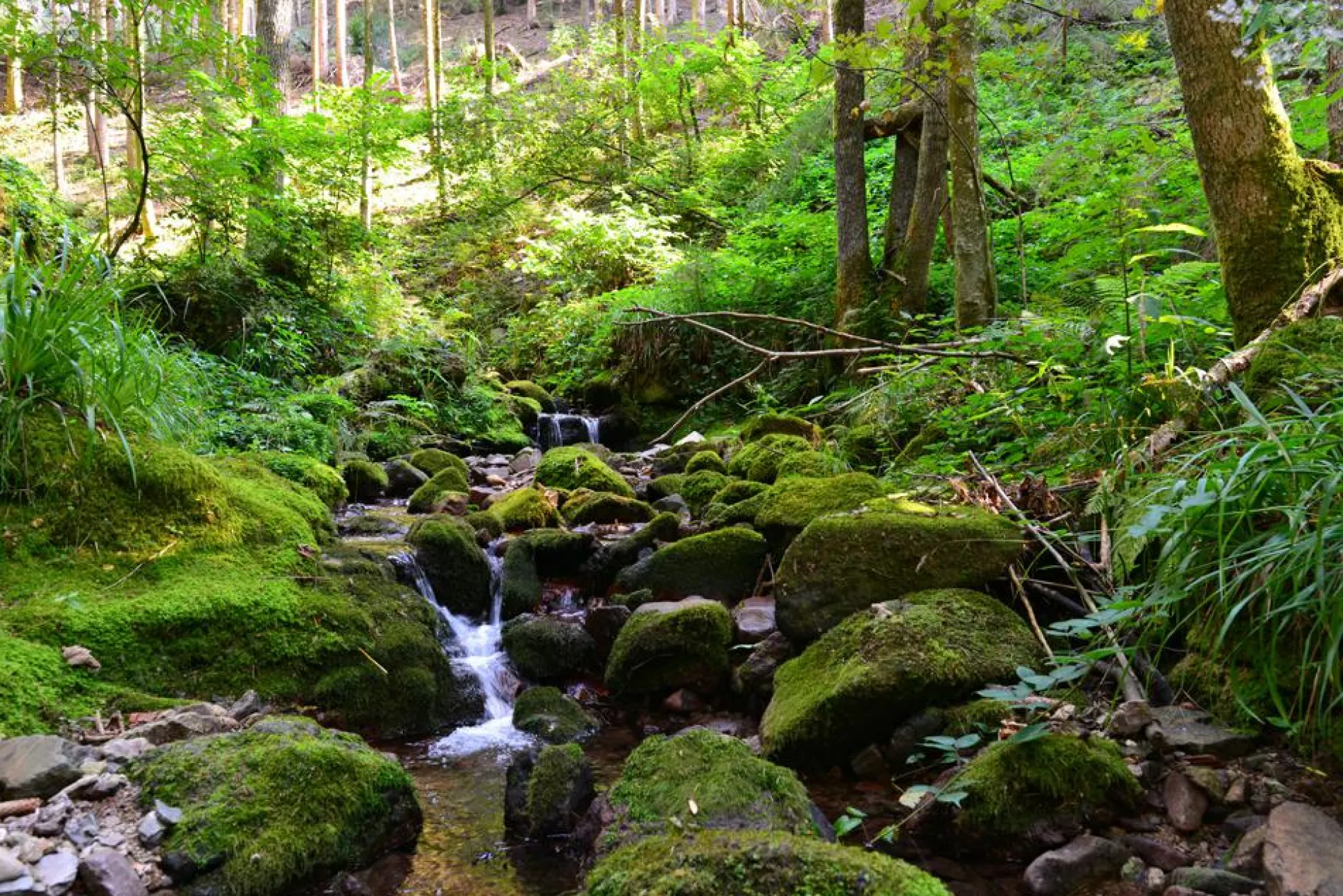 Akustikbild FLUßLAUF IM WALD 2