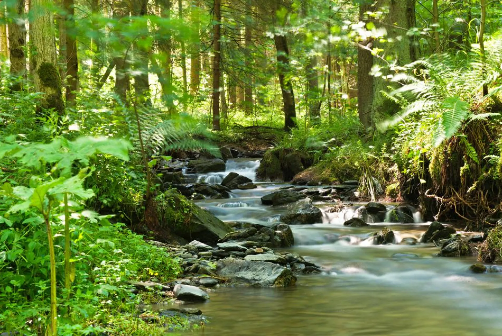 Akustikbild FLUßLAUF IM WALD 1