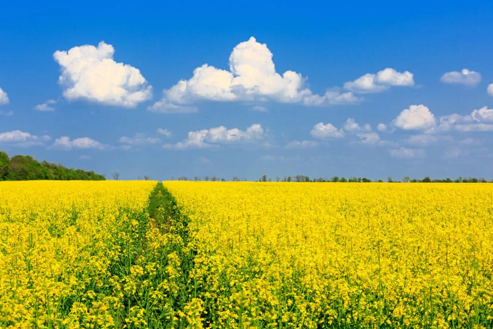 Akustikbild GELBES RAPSFELD