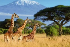 Akustikbild GIRAFFEN