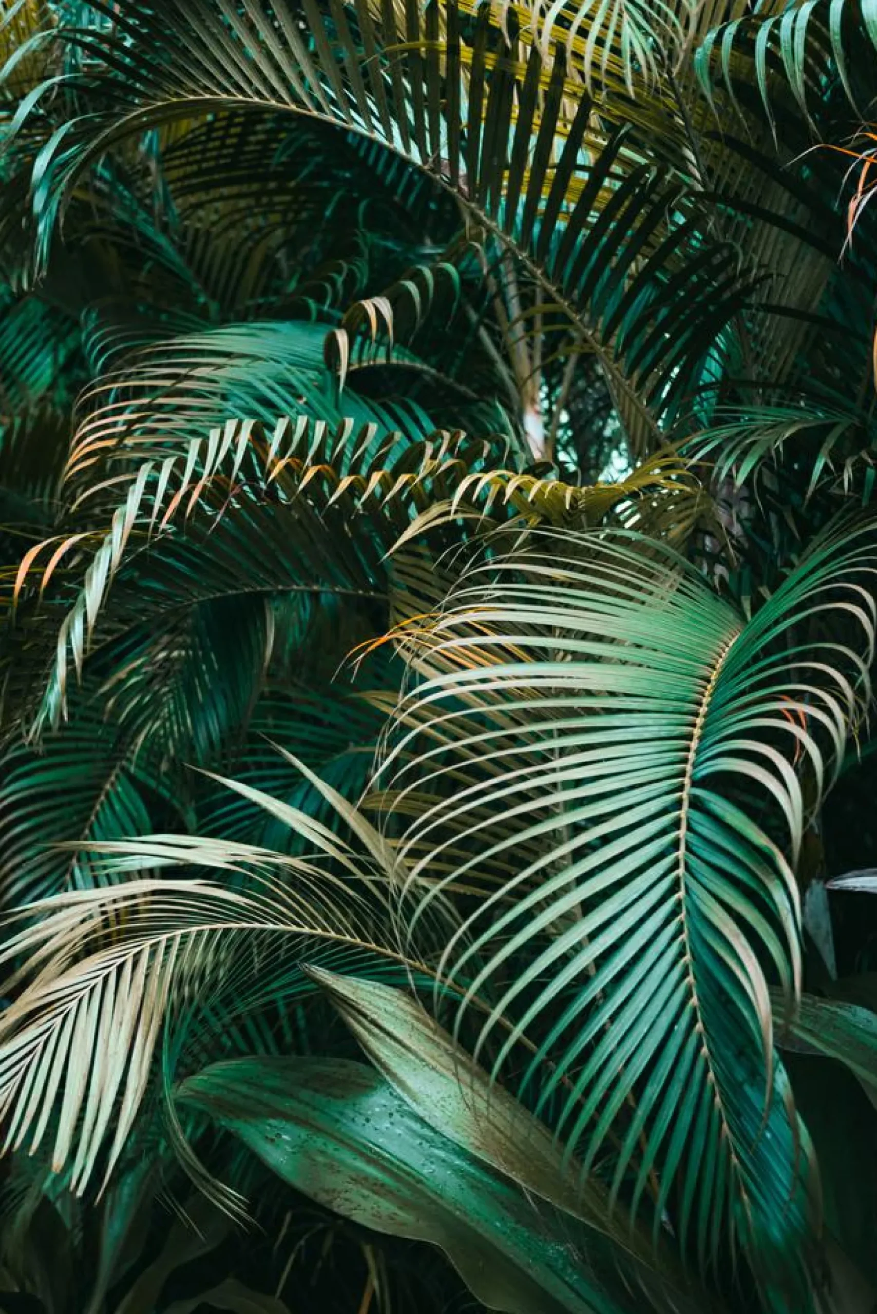 Akustikbild GRÜNE PFLANZEN