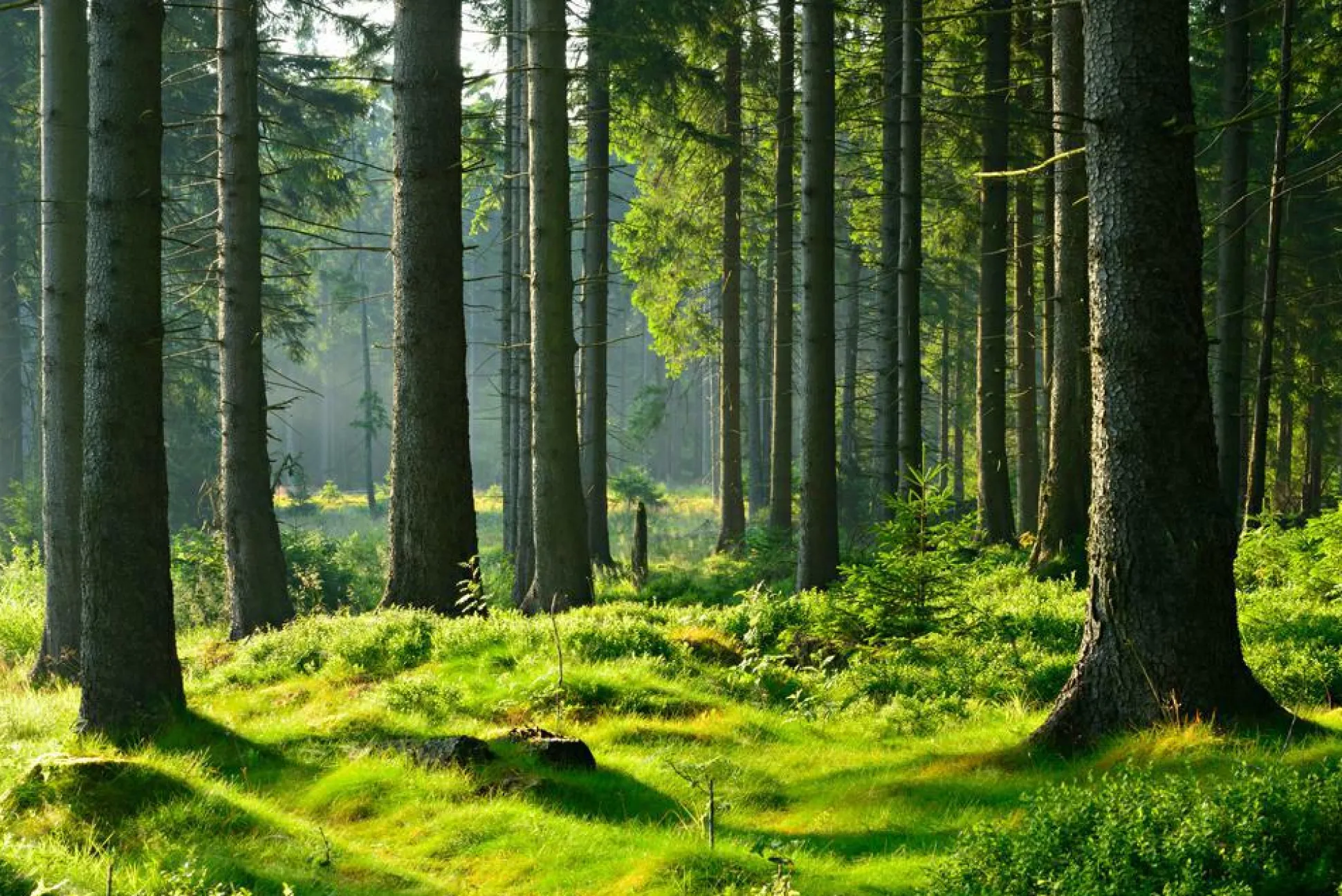 Akustikbild HOCHWALD