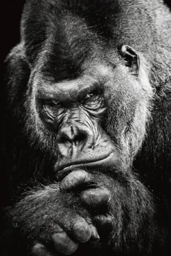 Akustikbild IMPOSANTER GORILLA