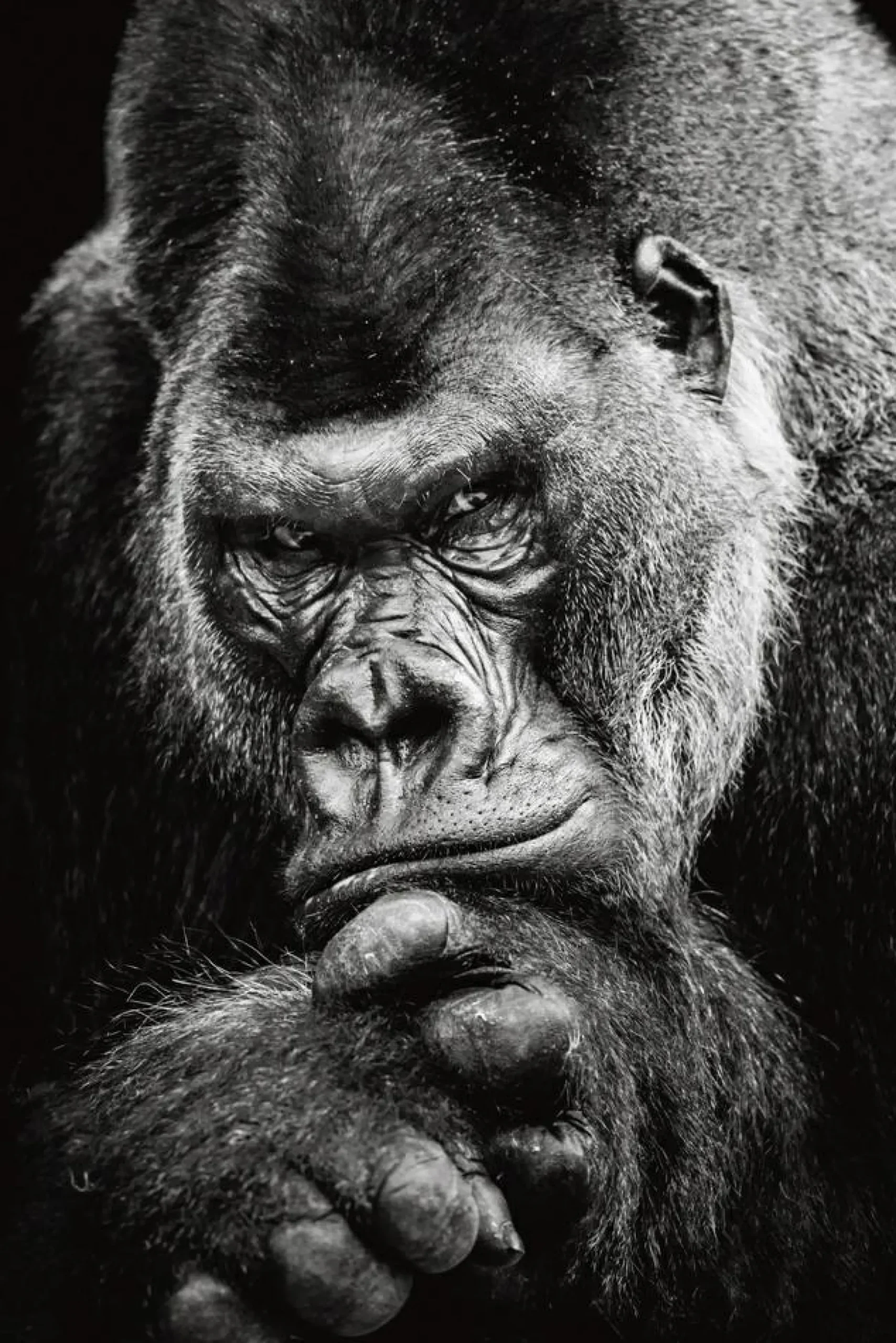 Akustikbild IMPOSANTER GORILLA