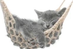 Akustikbild KÄTZCHEN