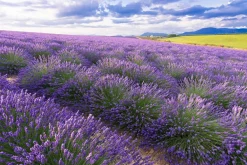 Akustikbild LAVENDELFELD 7