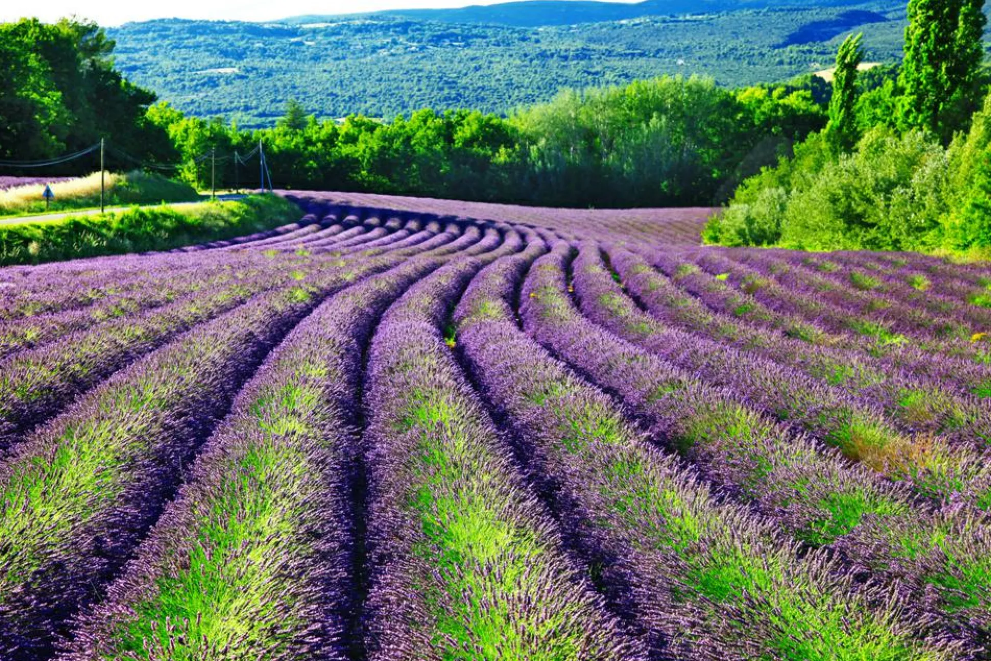 Akustikbild LAVENDELFELD 1