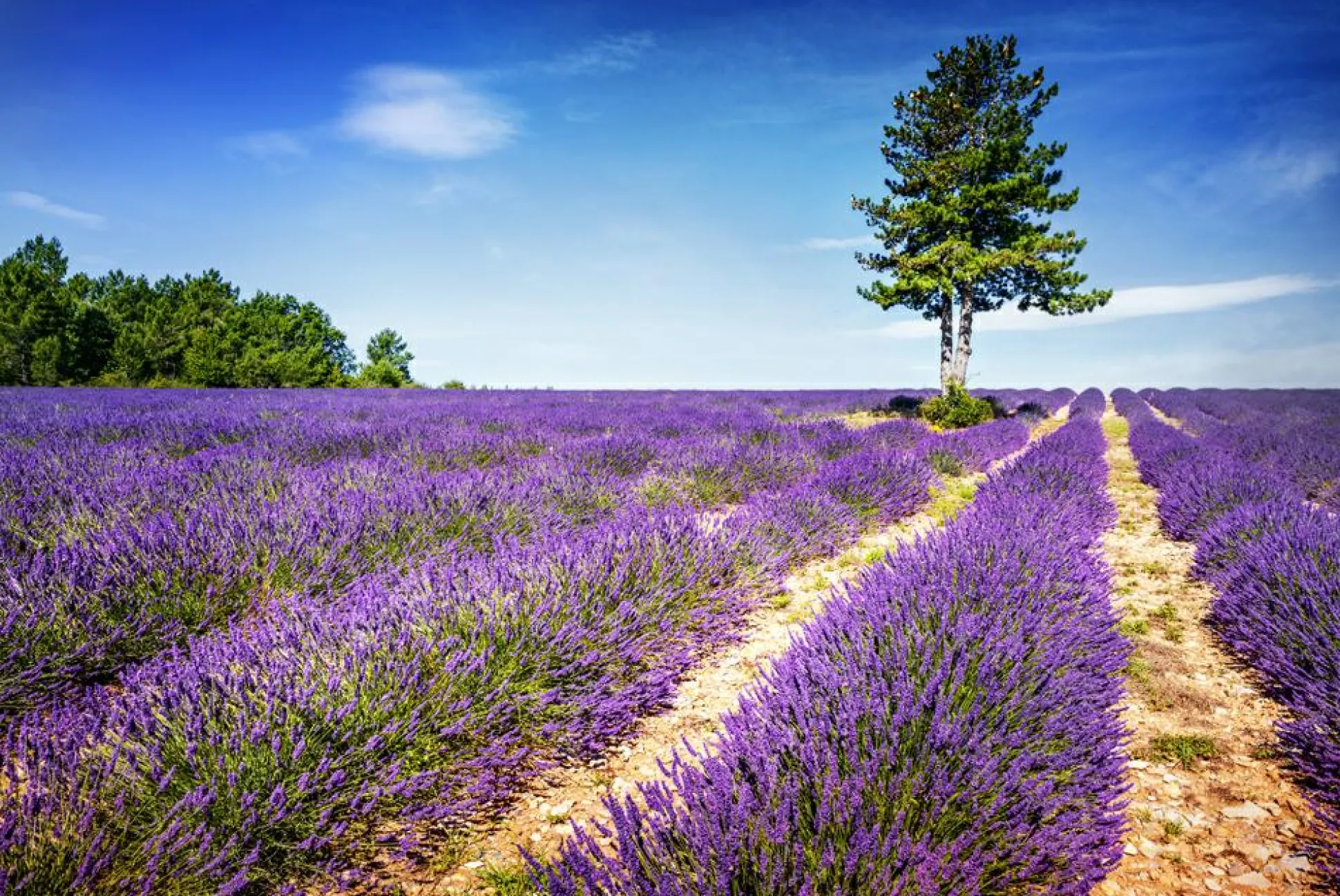 Akustikbild LAVENDELFELD 2