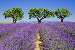 Akustikbild LAVENDELFELD 6