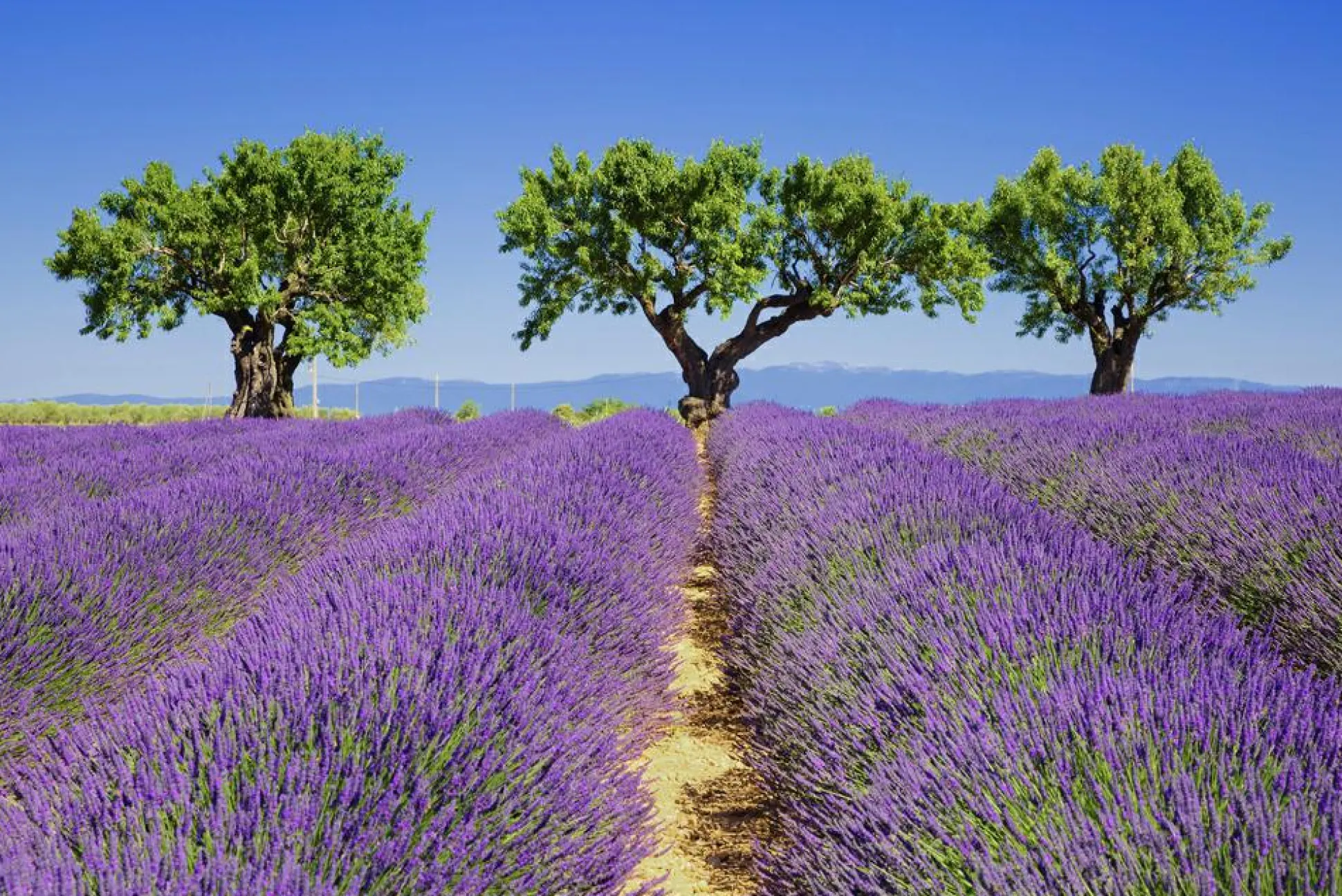 Akustikbild LAVENDELFELD 6