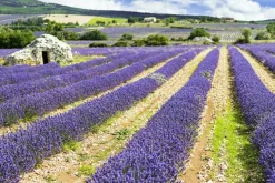 Akustikbild LAVENDELFELD 3