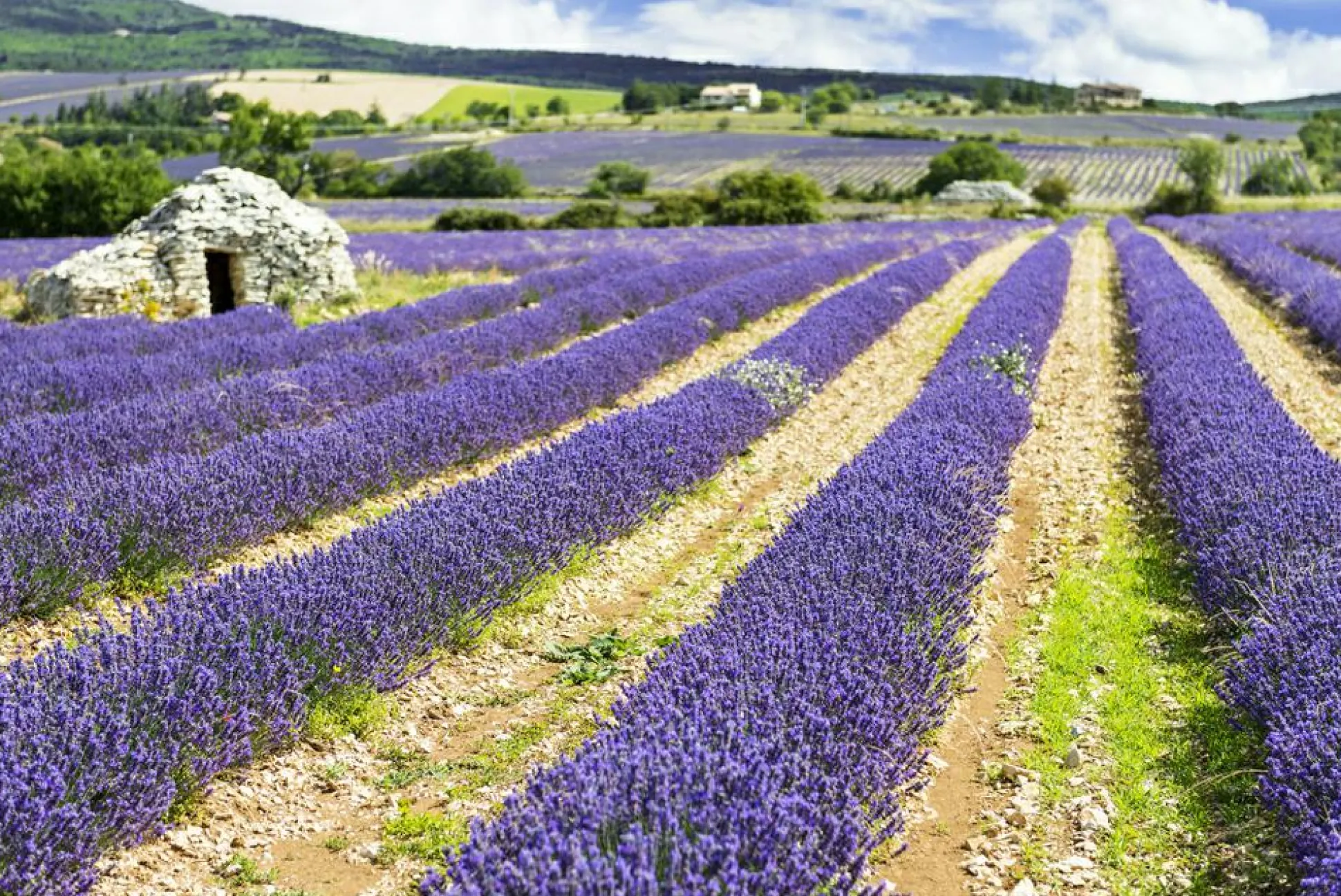 Akustikbild LAVENDELFELD 3