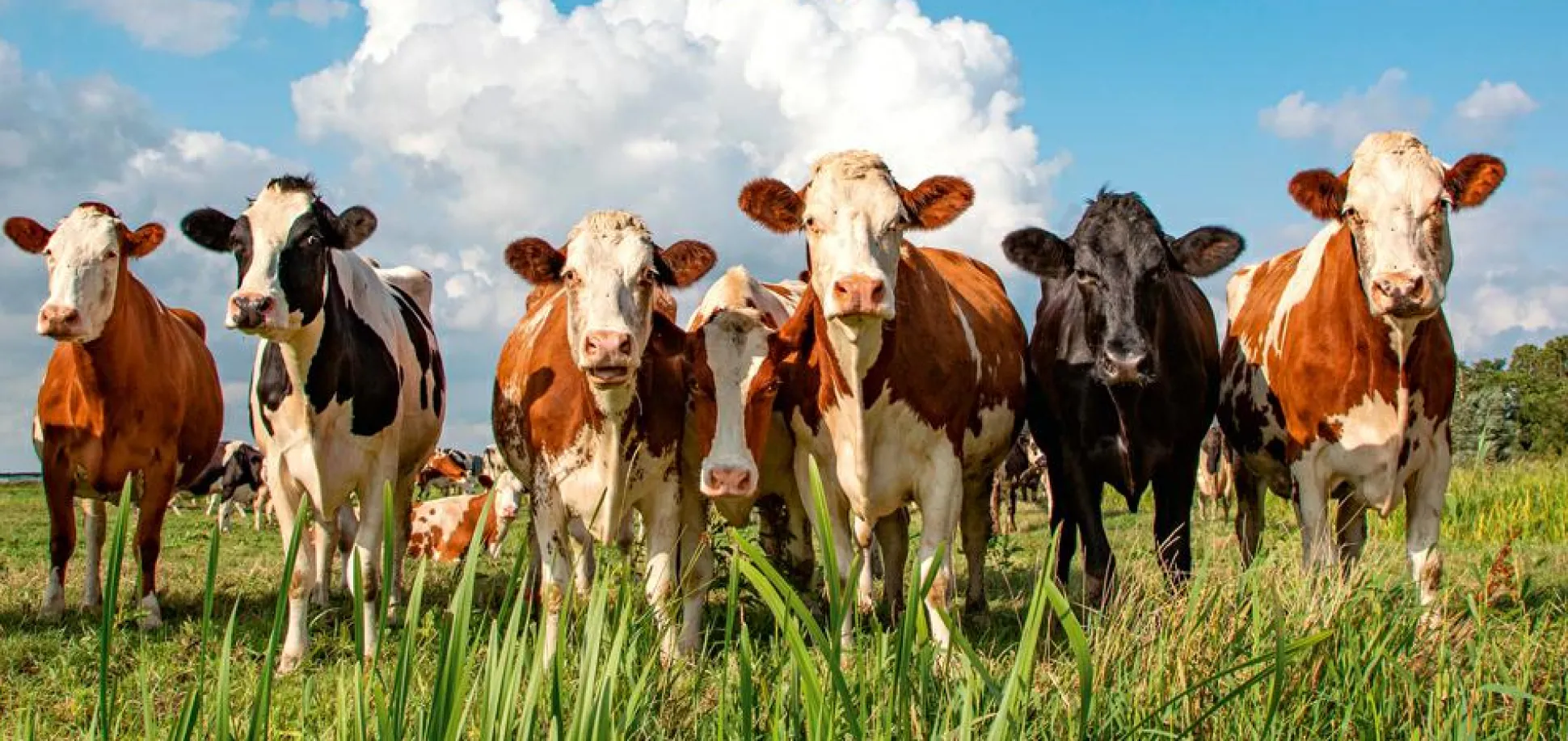 Akustikbild MILKY WAY