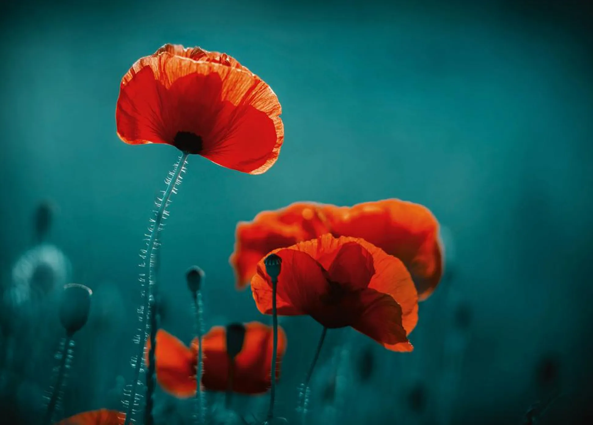 Akustikbild MOHNBLUMEN 5