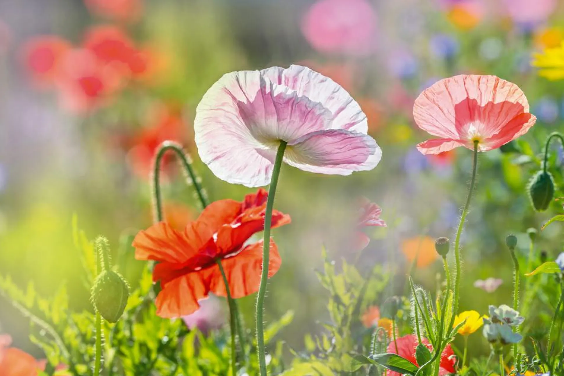 Akustikbild MOHNBLUMEN 4