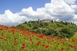 Akustikbild MOHNWIESE 1