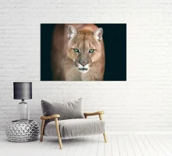 Akustikbild PUMA