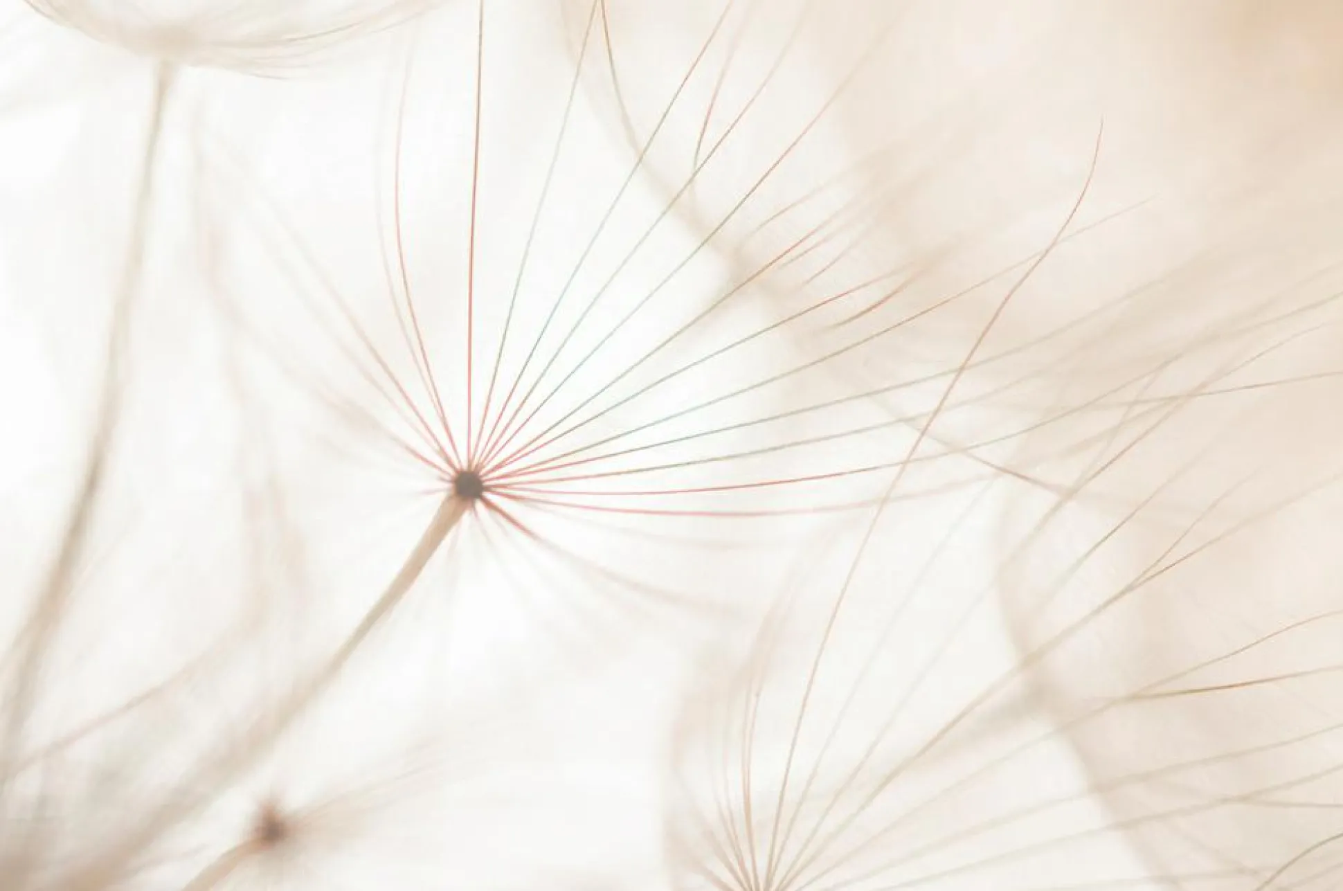 Akustikbild PUSTEBLUME 2