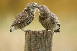 Akustikbild VERLIEBTE KÄUZCHEN