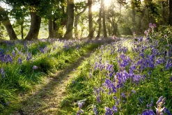 Akustikbild WALD LAVENDEL 2