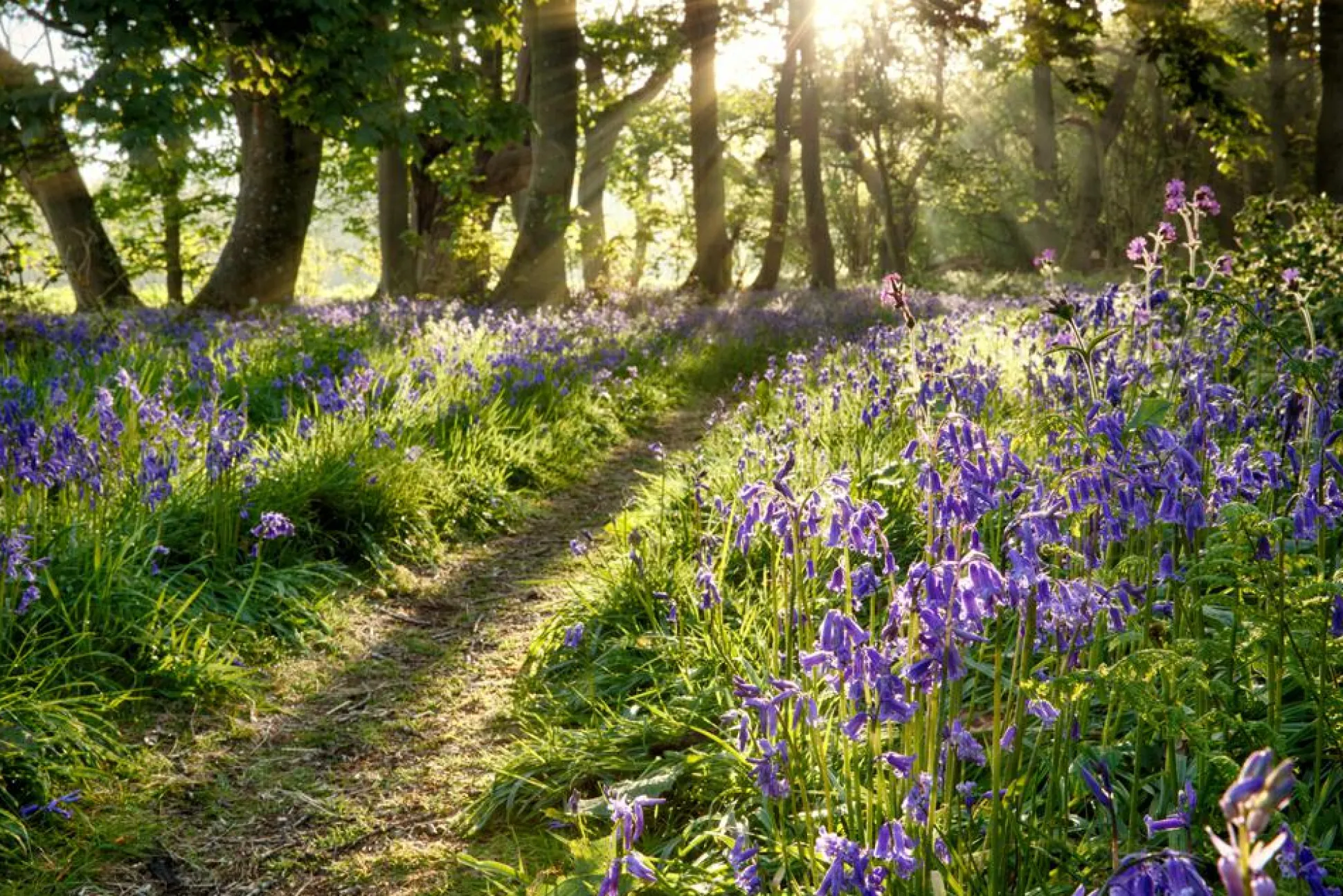 Akustikbild WALD LAVENDEL 2