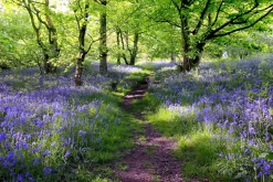 Akustikbild WALD LAVENDEL 1