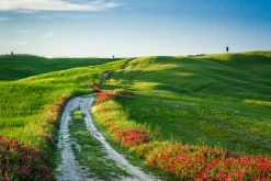 Akustikbild WEGESRAND MIT MOHN