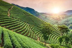 Akustikbild WEINBERGE