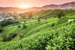 Akustikbild WEINBERGE