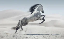 Akustikbild WILDPFERD