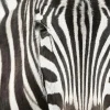 Akustikbild ZEBRA
