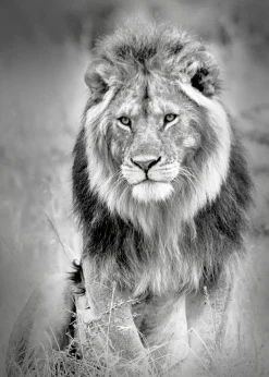 Aludibondbild LION HEADS III