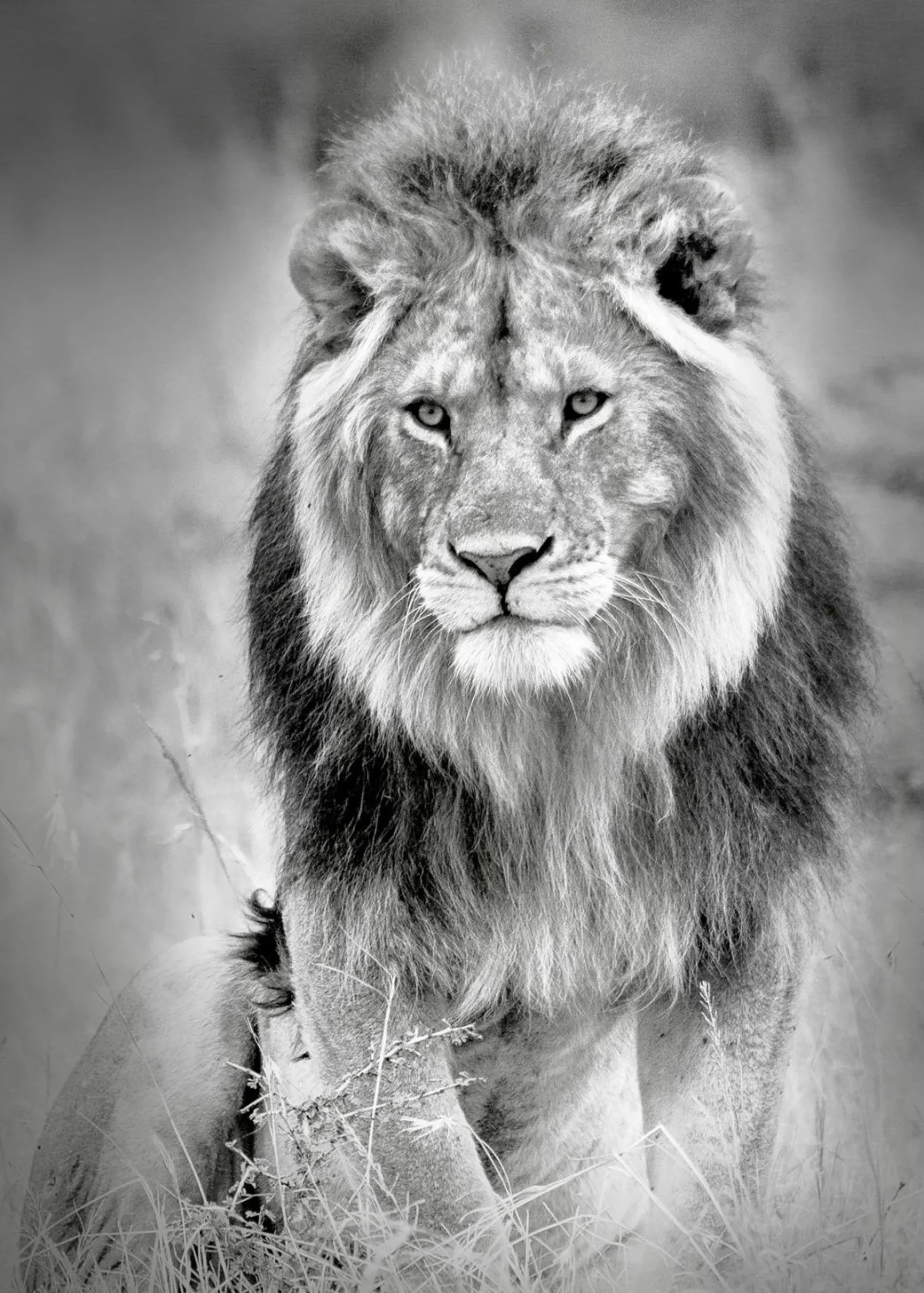 Aludibondbild LION HEADS III