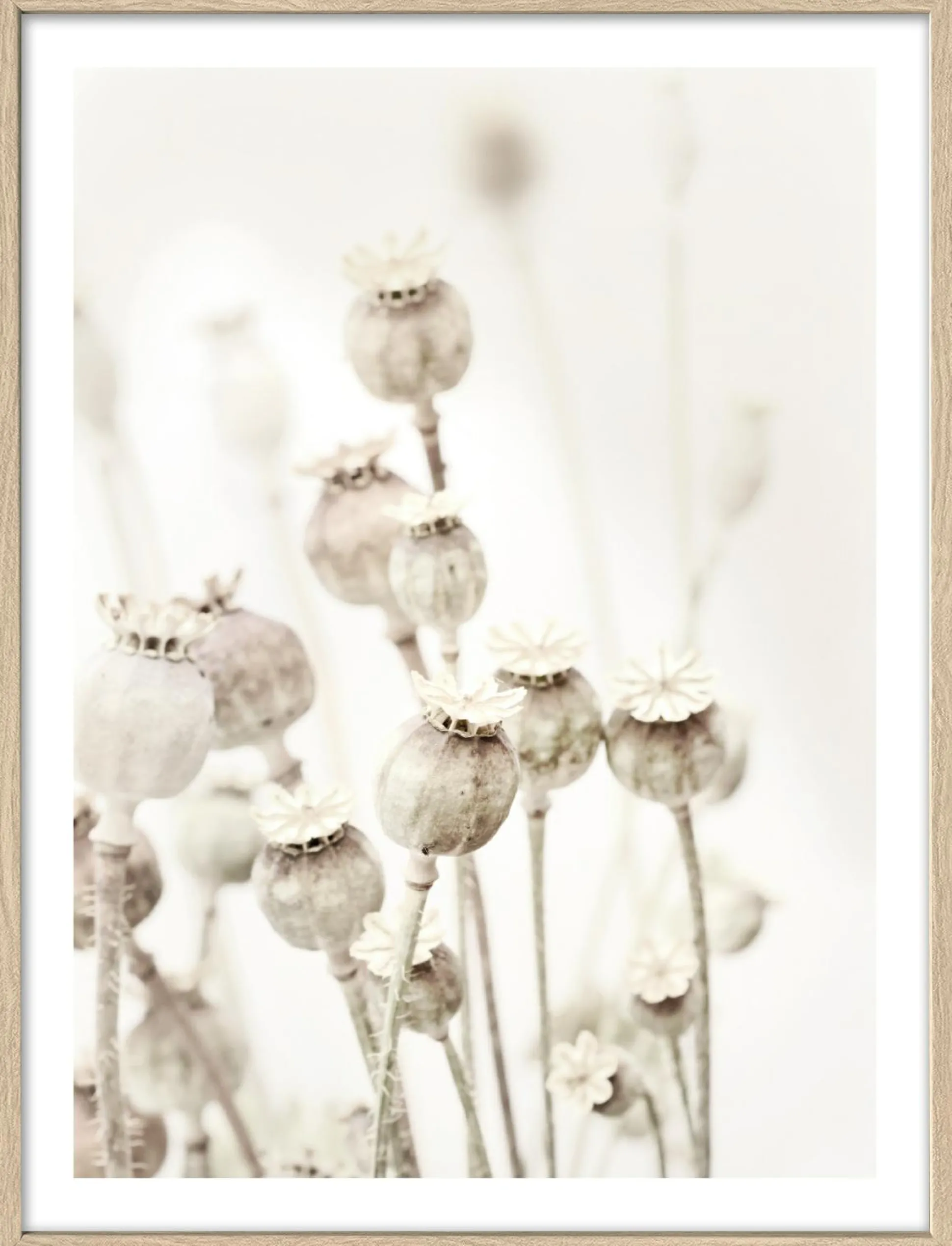 Gerahmtes Bild DRIED POPPIES