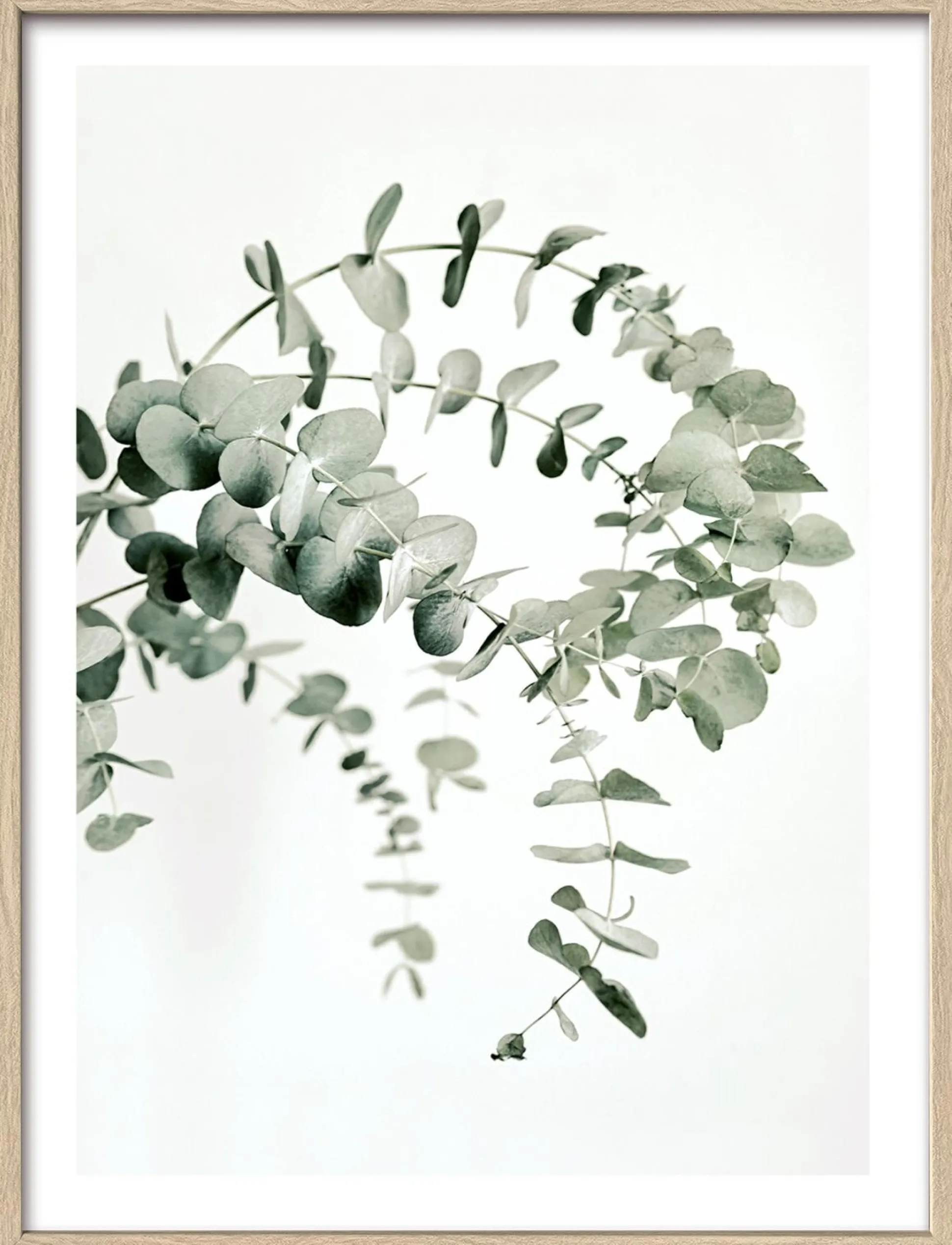 Gerahmtes Bild EUCALYPTUS