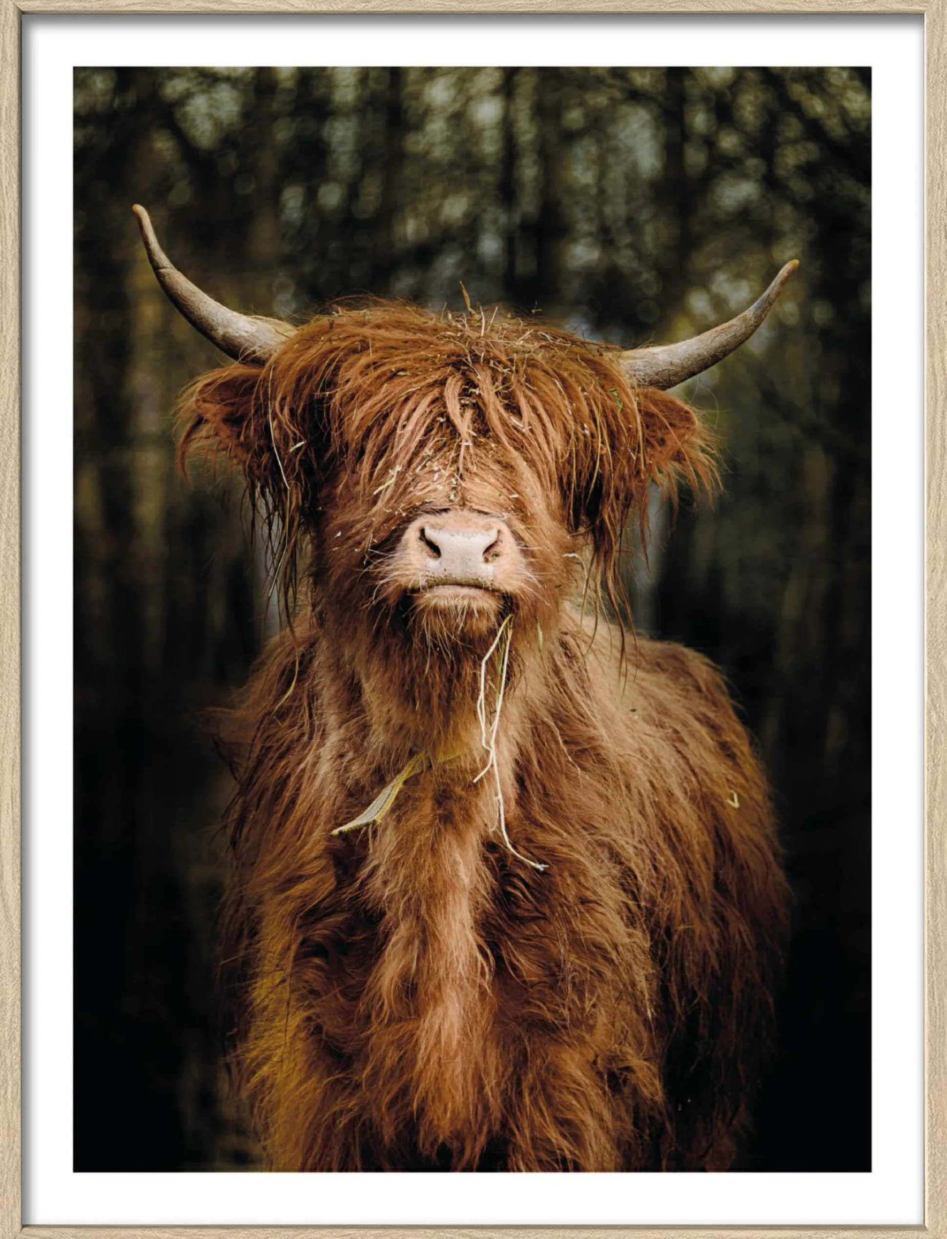 Gerahmtes Bild SCOTTISH