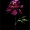 Gerahmtes-Bild PEONY PORTRAIT