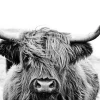 Glasbild HIGHLAND CATTLE