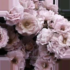 Glasbild PEONIES III