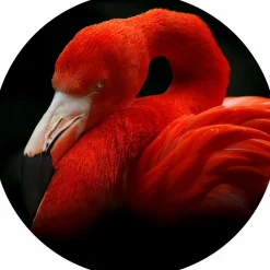 Glasbild SLEEPING FLAMINGO