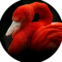 Glasbild SLEEPING FLAMINGO