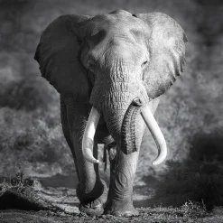 Keilrahmenbild ELEPHANT HEAD